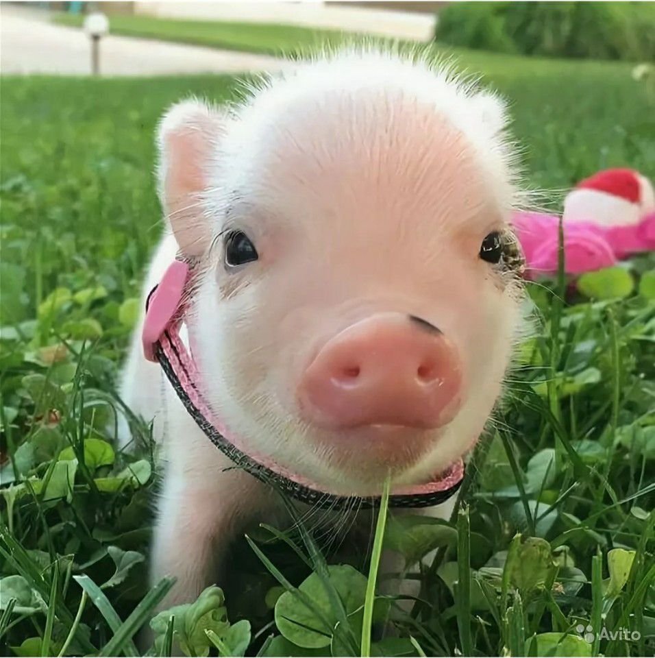 1620650596_28-oir_mobi-p-krasivii-porosenok-zhivotnie-krasivo-foto-31.jpg
