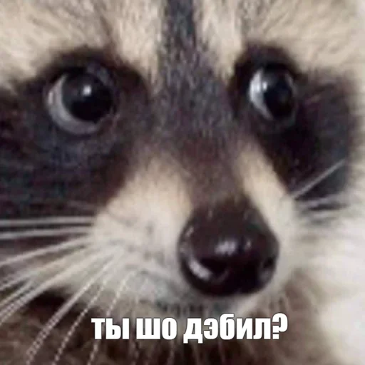 1711178343483.png