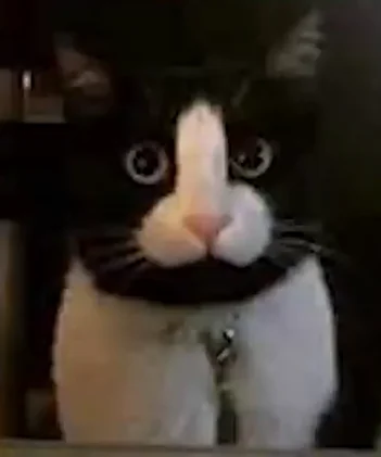 1779988468366.png