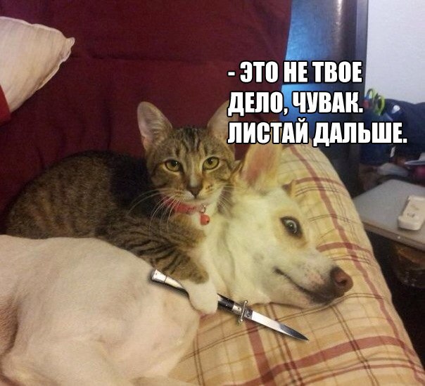 4MeFCfzwAAw.jpg