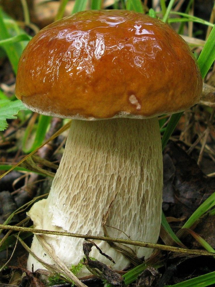 6a64035dedd904b74ecb433fc70745c9--image-search-mushrooms.jpg