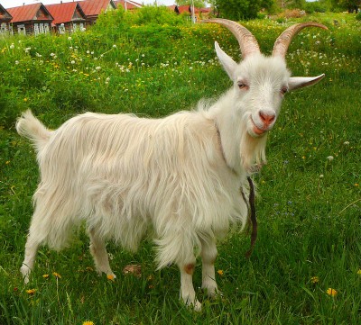 800-400x361 кк.jpg