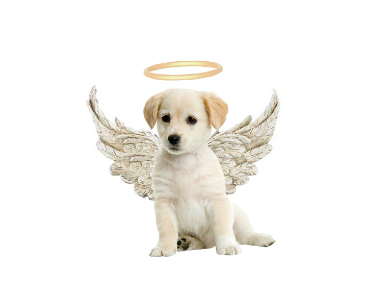 angel_puppy_by_sunsparkle129.png