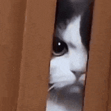 angry-cat.gif