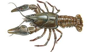 Без названия.jpeg