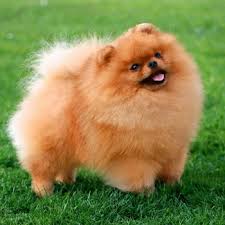 Без названия.jpeg