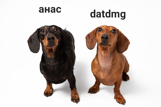 cute-purebred-dogs-in-a-studio_23-2149016858 (1).jpg