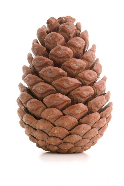 depositphotos_2741293-stock-photo-great-fir-cone.jpg