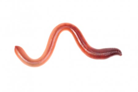 depositphotos_37772163-stock-photo-animal-earth-worm-isolated-on.jpg