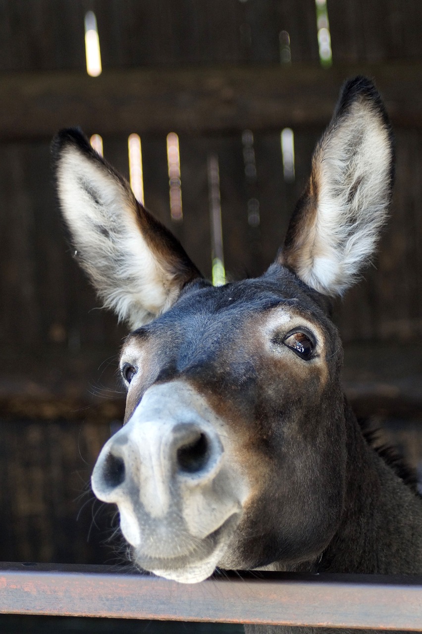 donkey-3636234_1280.jpg