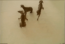 fays-12-days-of-christmas-dogs.gif
