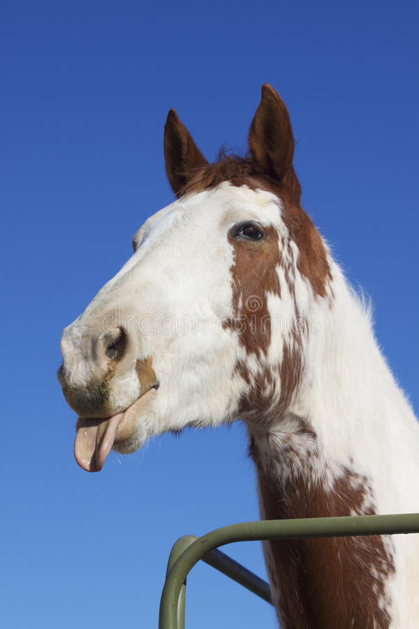 funny-horse-23311775.jpg