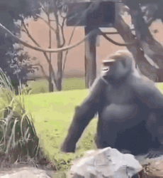 gorilla-sticking-tongue-out-dozxl2a0yvpdrqbx.gif