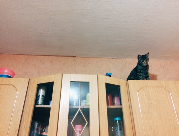 image.jpeg