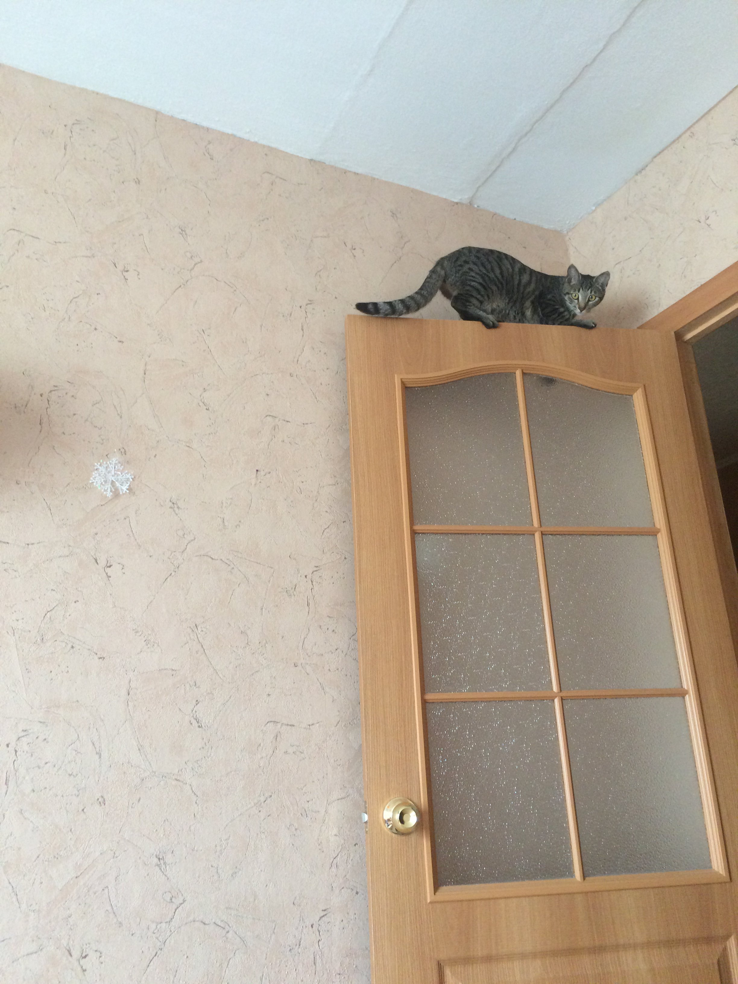 image.jpeg