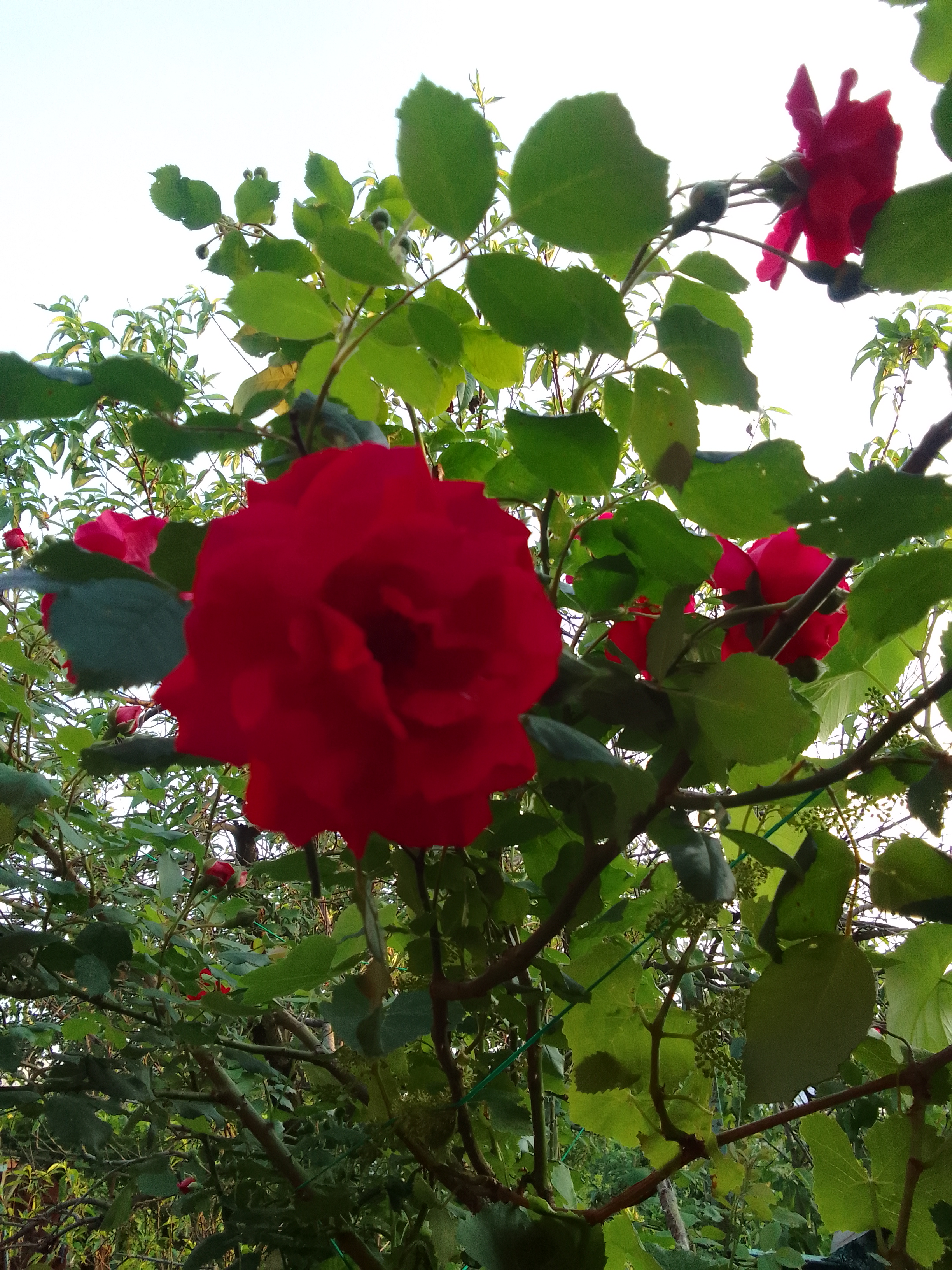 IMG_20220608_193711.jpg