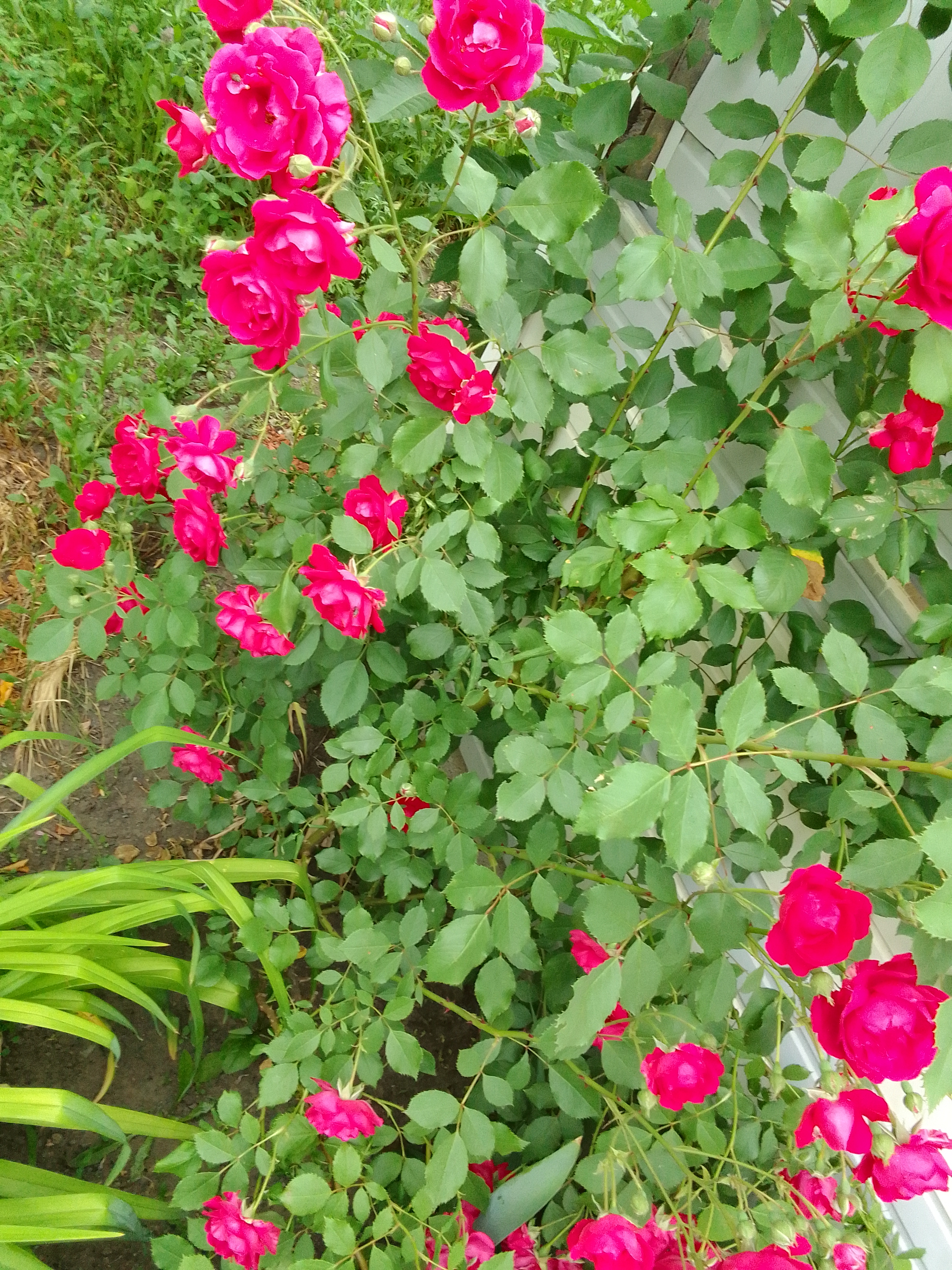 IMG_20220615_092846.jpg