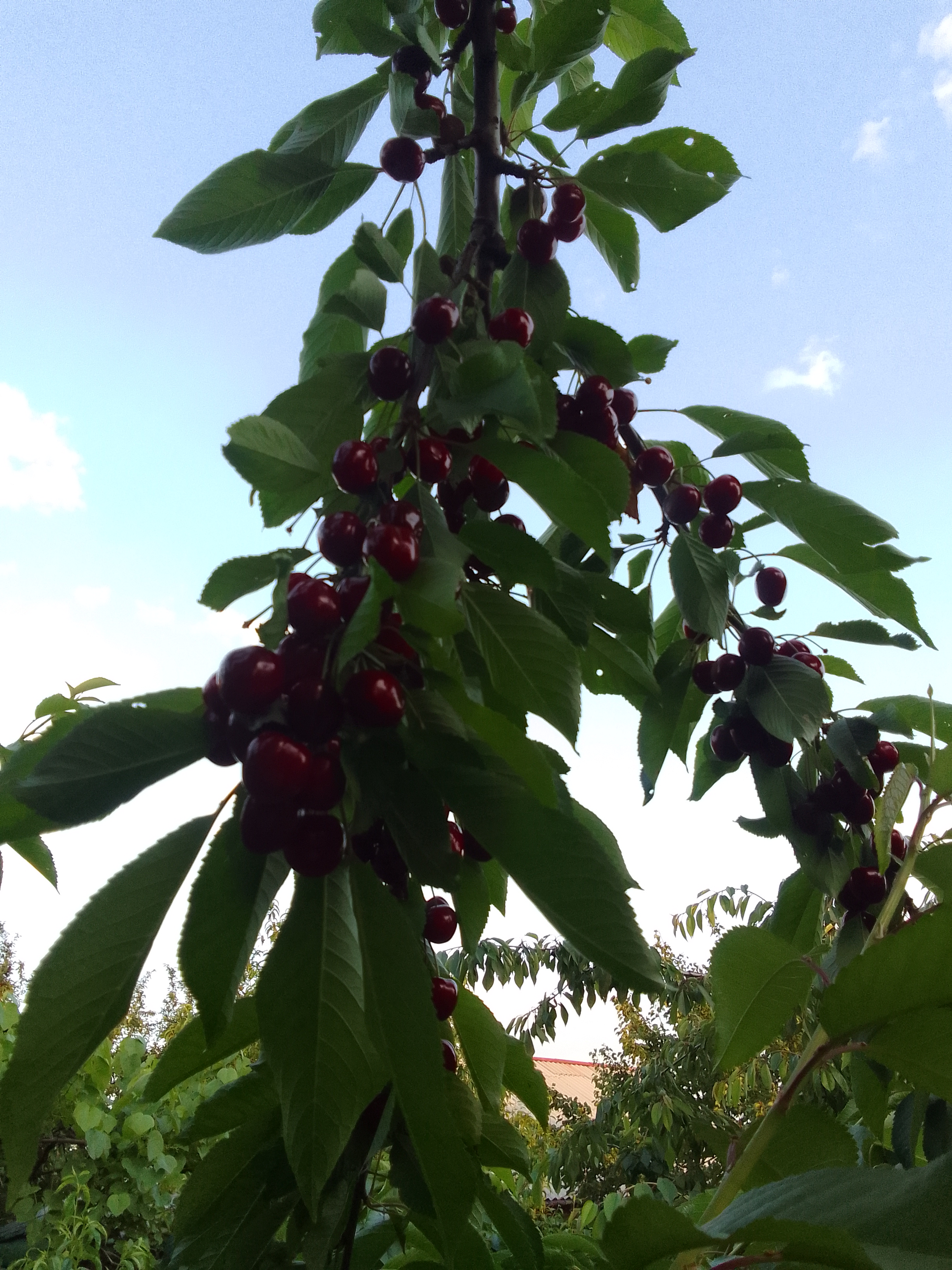 IMG_20220617_194958.jpg