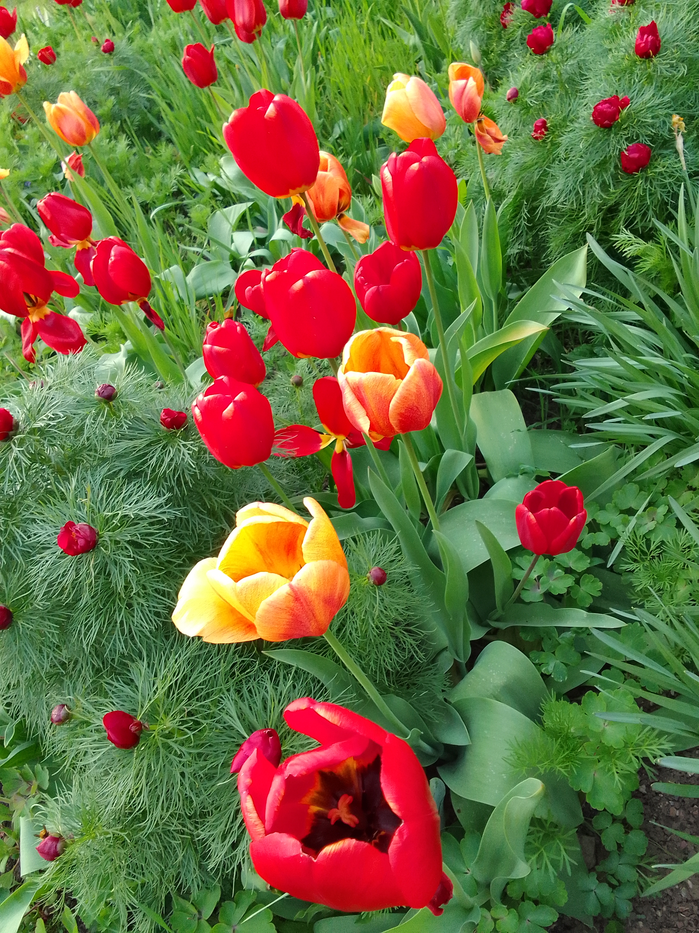 IMG_20260505_190424.jpg