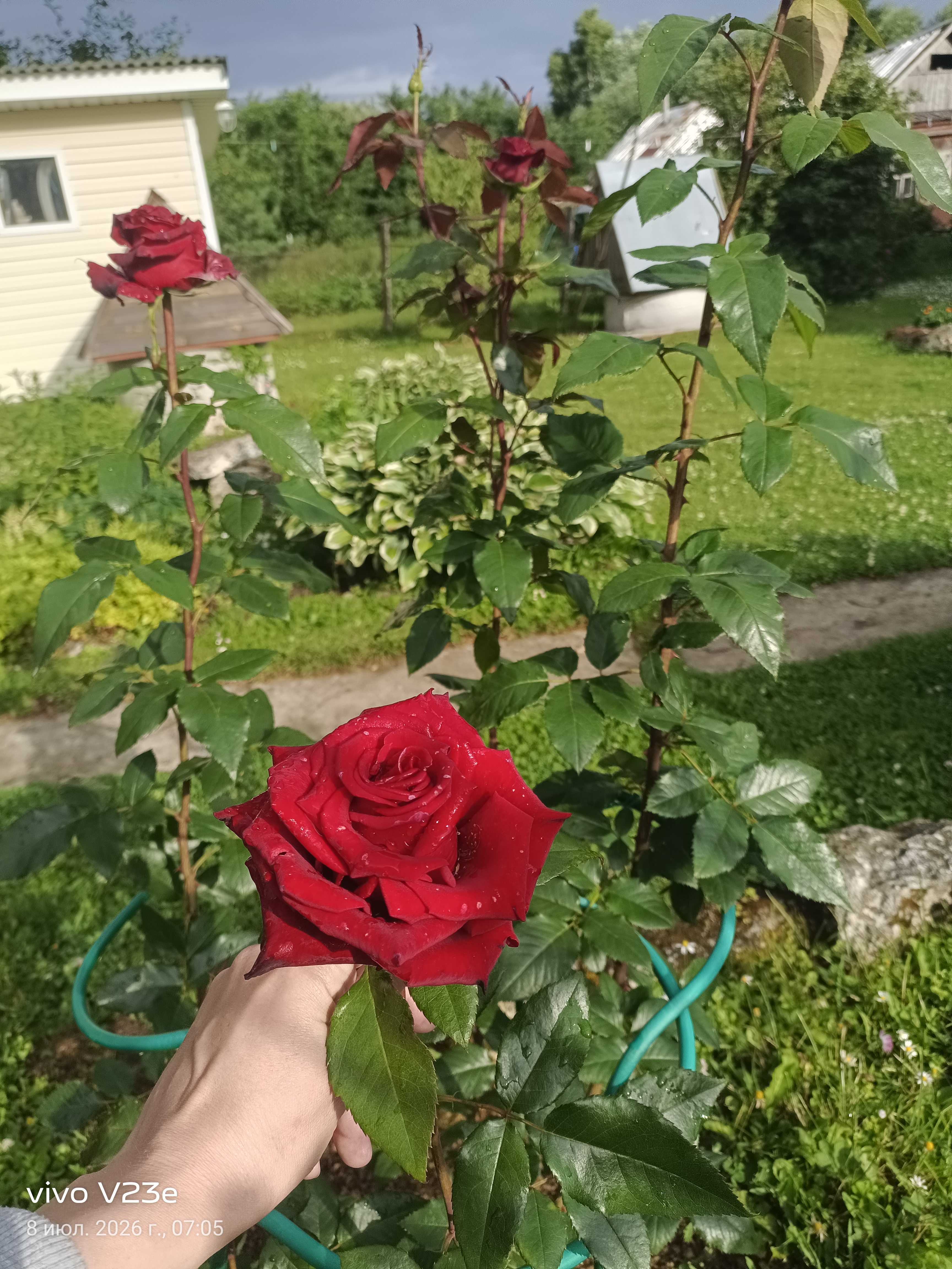 IMG_20260708_070511.jpg