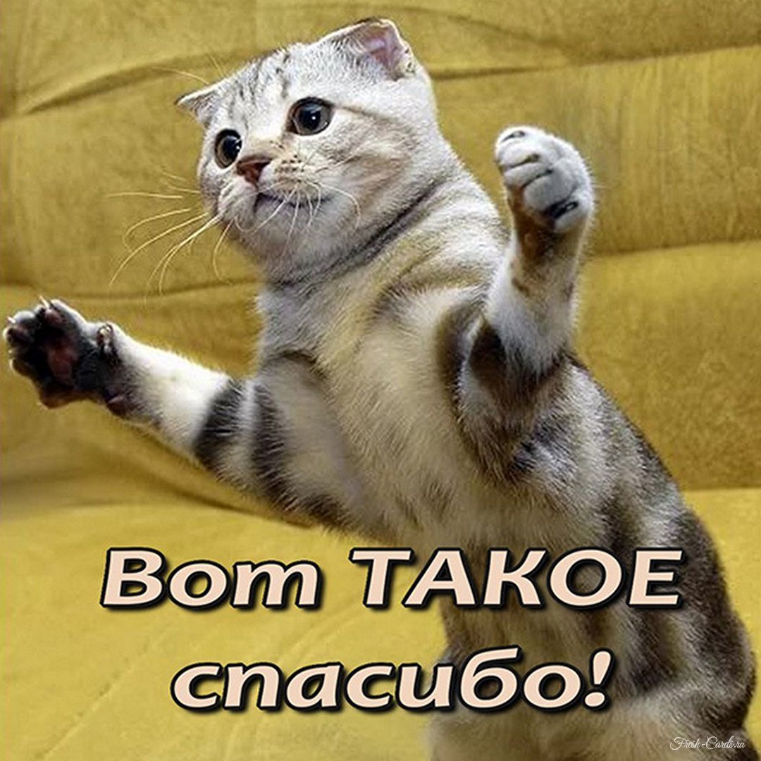 kartinka-vot-takoe-spasibo-smeshnaya.jpg