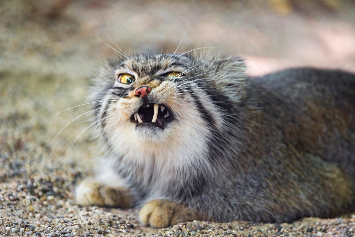 Manul.jpg