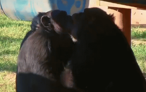 monkey-kiss.gif