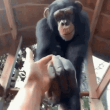 monkey-lend.gif