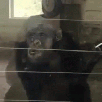 nodding-smoking-monkey-approves (1).gif