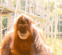 orangutan-smile.gif