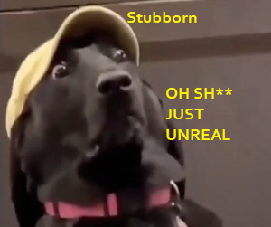Stubborn shocked.png