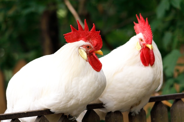 two-roosters-with-red-combs-are-sitting-on-the-fence-high-quality-photo_153912-3501.jpg