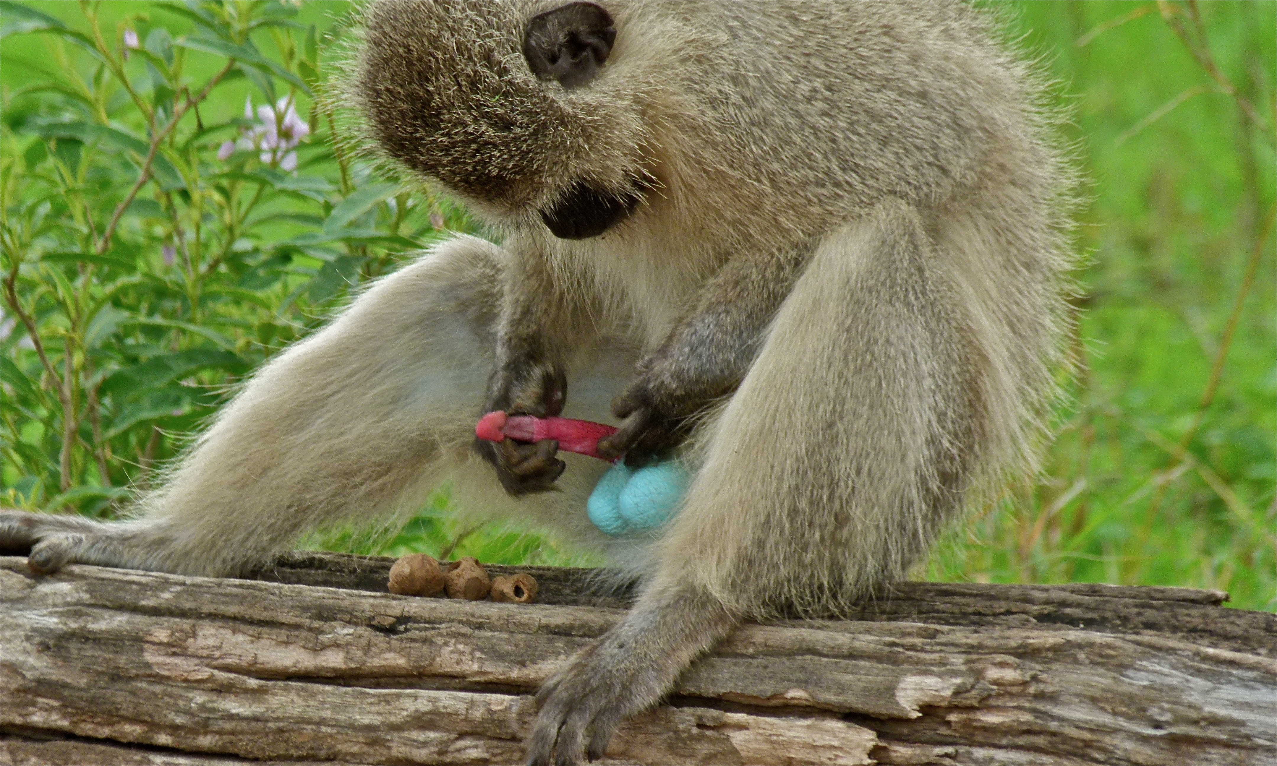 Vervet_Monkey_(Chlorocebus_pygerythrus)_(6011903243).jpg