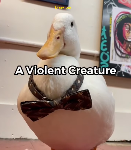 violent duck.png