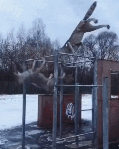 волки кач.gif