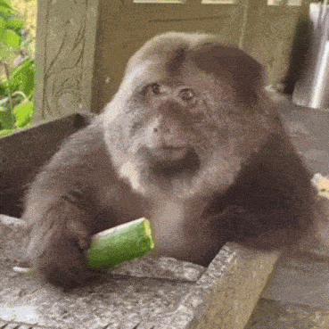 xingxing-xing-xing.gif