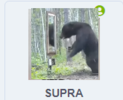 supra.png