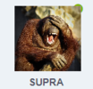 supra.png
