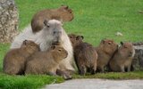 rabstol_net_capybara_08.jpg