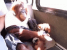 sadkat-monke.gif