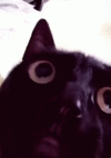 c6e579110f88a0ca8aa98867ec3e5424.gif