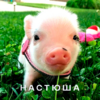 свинюха настя.png