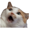 belkacar