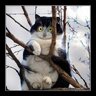 Сакип
