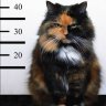 CrimeCat
