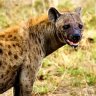 Гиена