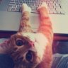 this cat Yni