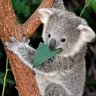 Koalaeukaliptdoedala