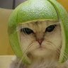 LimeCat