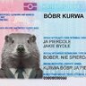 BobrKurwa